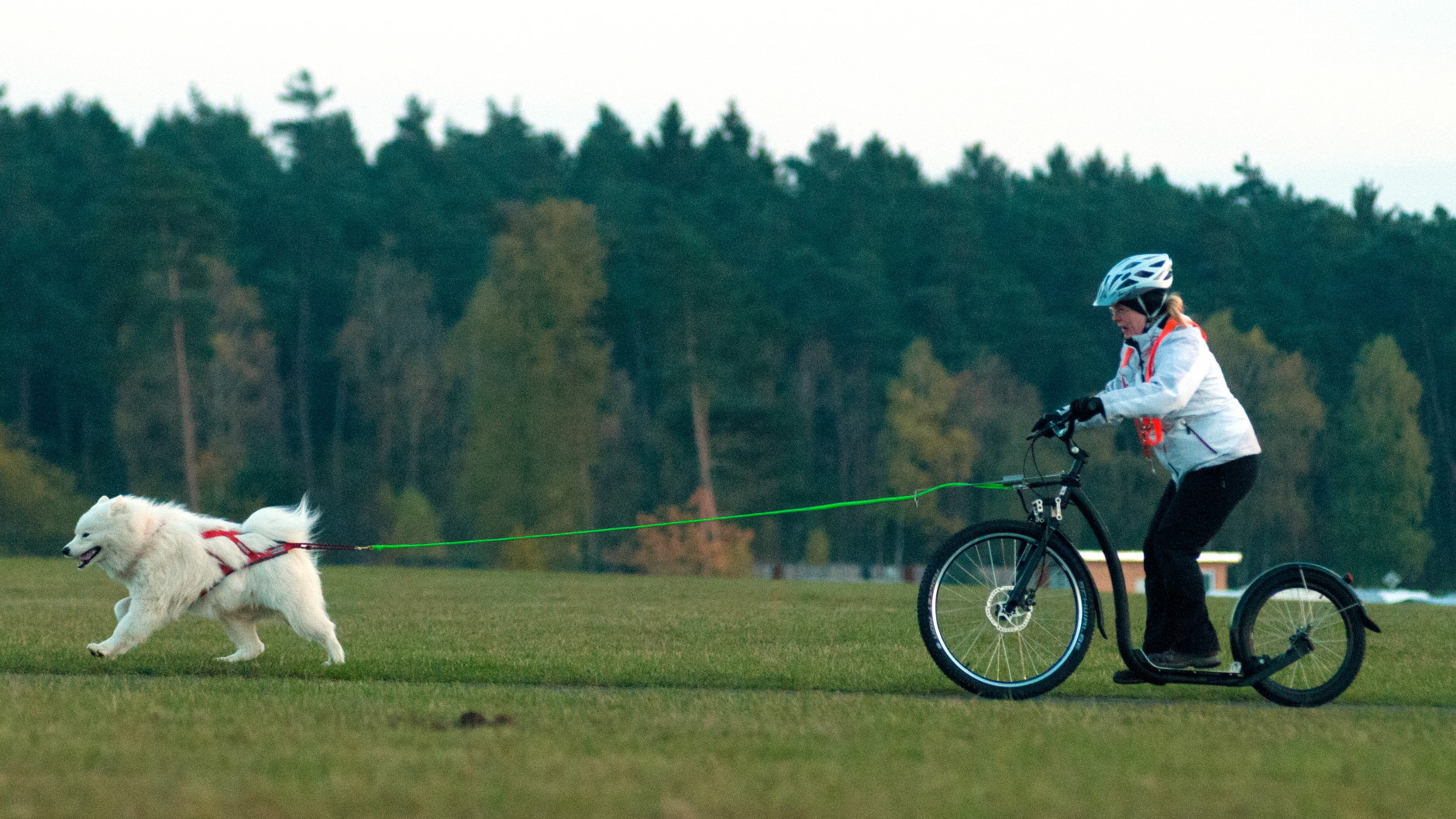 Dogscooter